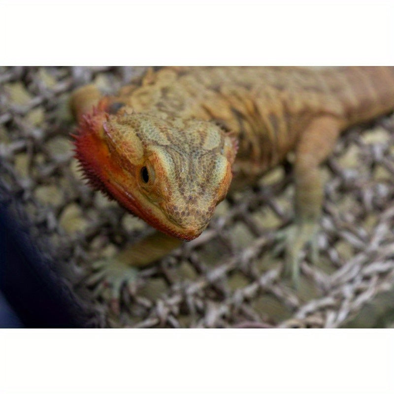 Reptile Hammock for Terrarium