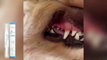 1PC Dog Cat Pet Teeth Cleaning Pen