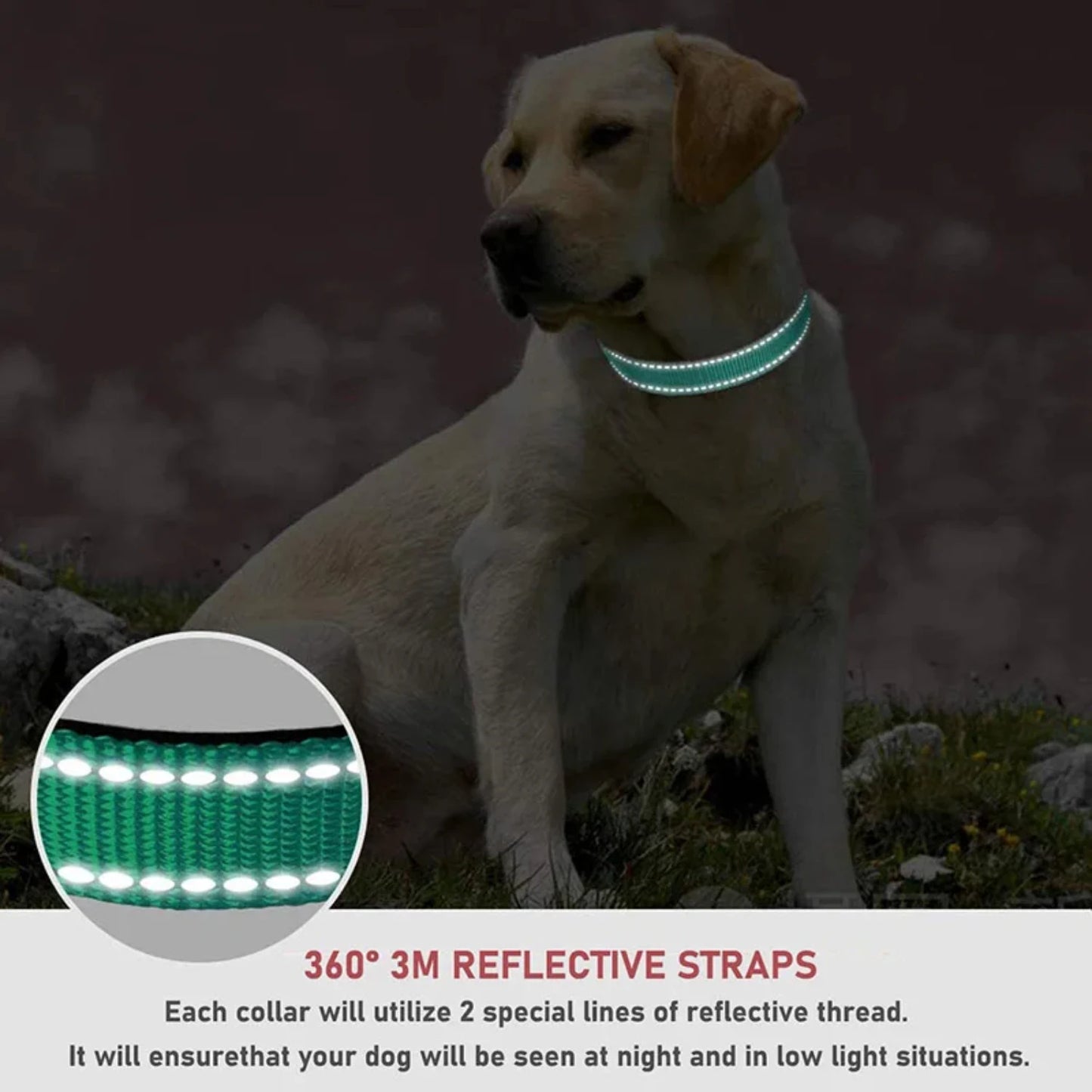 reflective nylon dog collar strap.